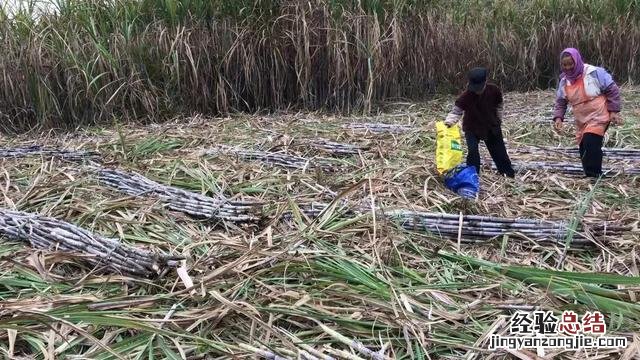 广西糖厂即将开榨了 广西甘蔗批发多少钱一吨