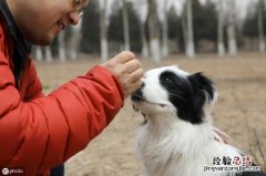 养牧羊犬需要注意的3个方面 边境牧羊犬怎么养