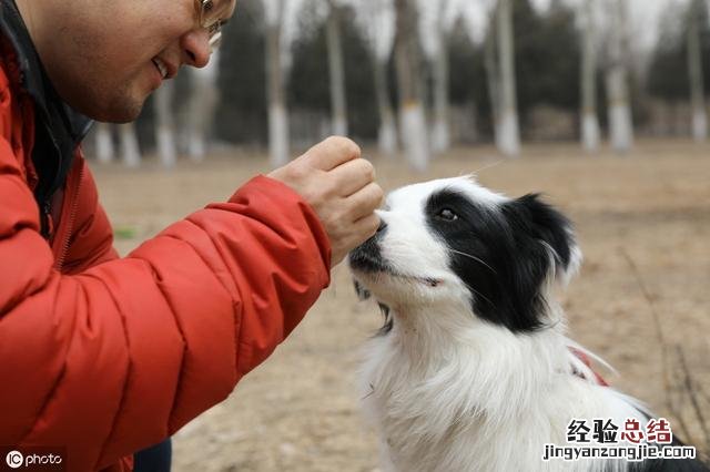 养牧羊犬需要注意的3个方面 边境牧羊犬怎么养