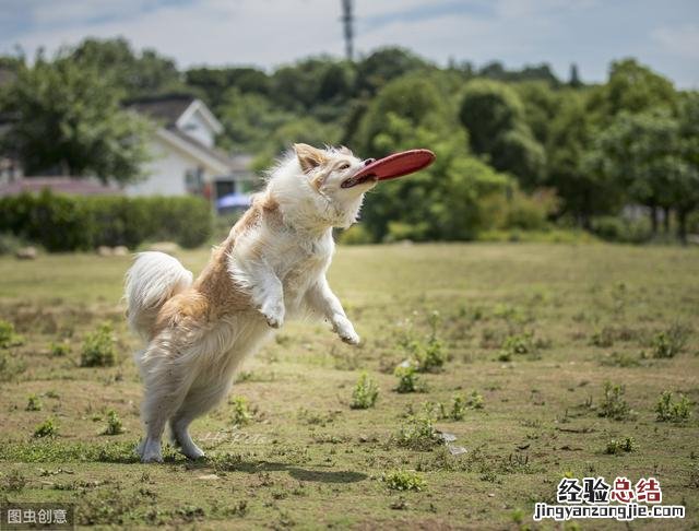 养牧羊犬需要注意的3个方面 边境牧羊犬怎么养