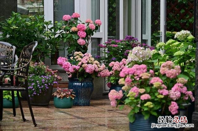 家里养5花子孙有钱花 家里招财的盆栽有哪些