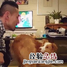 5个小妙招训练边牧 边境牧羊犬怎么训练