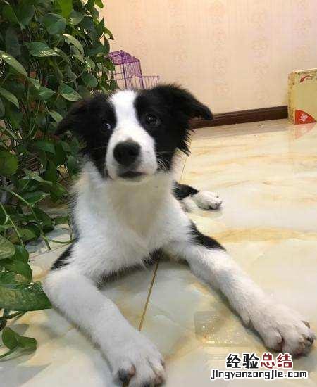 5个小妙招训练边牧 边境牧羊犬怎么训练