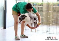 5个小妙招训练边牧 边境牧羊犬怎么训练