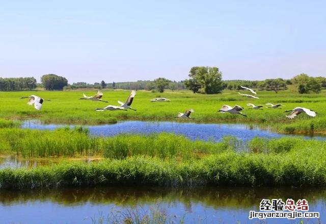 适合自驾和徒步的湿地公园 向海自然保护区旅游攻略