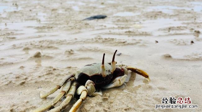 从海边抓来的小螃蟹怎么配海水养