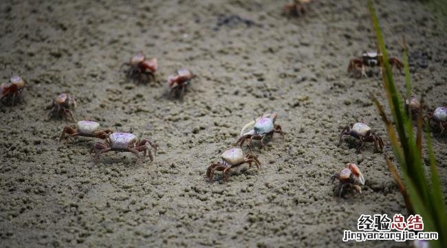 海边怎样抓螃蟹