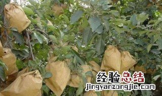 苹果套袋的作用 苹果套袋的好处