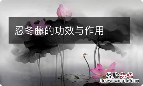 忍冬藤的功效与作用