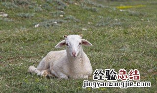 羊毛怎么去除膻味 羊毛如何去除膻味