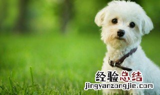 小狗能喝核桃奶吗 能不能给狗喝核桃奶
