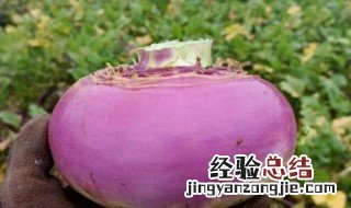 蔓菁储藏方法 蔓菁怎么储存保鲜