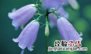 风铃草铃兰铃铛花的区别 风铃草铃兰铃铛花怎么区别