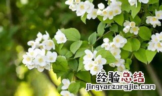 什么是茉莉花茶 什么是茉莉花