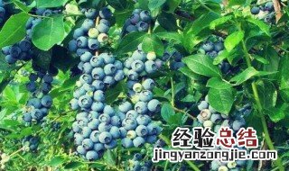 蓝莓和菠萝能一起吃吗 蓝莓和菠萝能不能一起吃