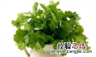 盆栽香菜根方法 你知道吗