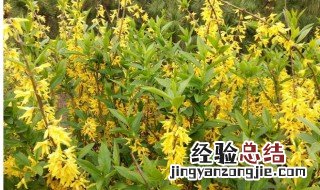 连翘种植前景怎么样 连翘的发展前景如何