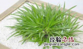 种植金钱菖蒲用什么土 金钱菖蒲用什么土种比较好