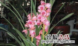 惠兰花如何养殖才开花 惠兰花如何养殖才开花快