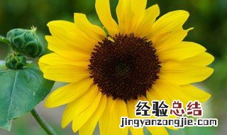 向阳花开寓意 向阳花开是什么花