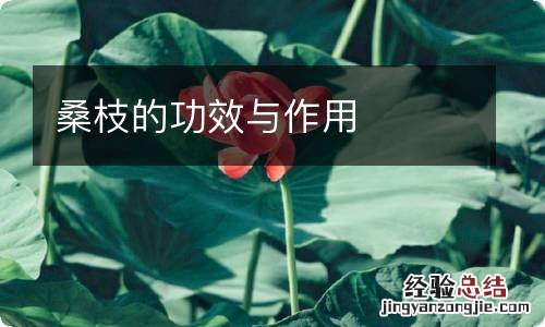 桑枝的功效与作用