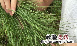 松针茶的药用价值 松针茶的药用价值有哪些