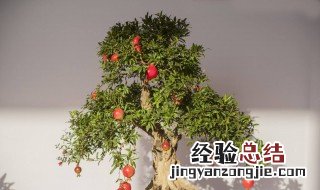 盆栽石榴树怎么过冬 注意事项