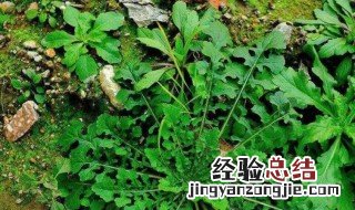 荠菜几月份可以挖出来 荠菜几月份可以挖