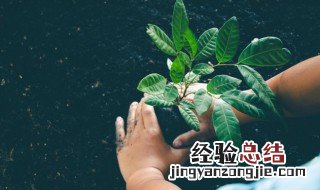 植物的土表面有青苔对植物好吗 植物土里长青苔