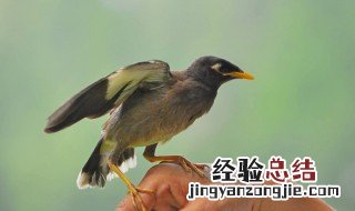 怎么养鸟不怕人 方法很简单