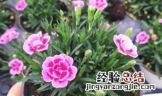 石竹的养殖方法和注意事项有哪些 石竹养殖的注意事项有哪些