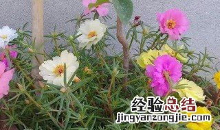 怎么种植太阳花种子 怎么种植太阳花