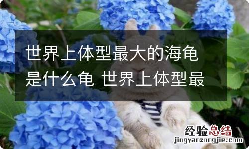 世界上体型最大的海龟是什么龟 世界上体型最大的海龟是什么龟海