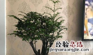 小叶紫檀怎么养 经验内容仅供参考