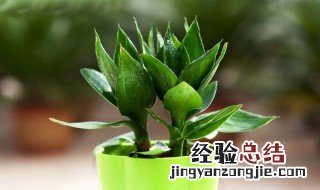 冬天怎样养富贵竹 四点注意事项分享