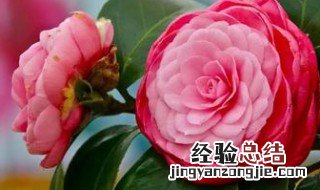 七彩茶花怎么养 这样养才长得好