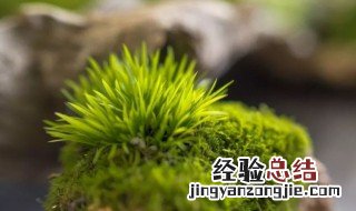 菖蒲可以完全泡水里吗 菖蒲可以泡在水里吗