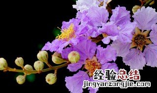 盆栽紫薇花养殖方法 这6个养护技巧分享