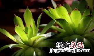 观音莲 花语 观音莲花语是什么