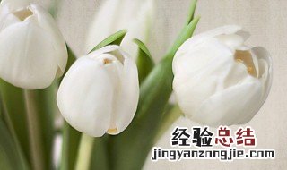 纯白郁金香花语 白色郁金香花语是什么