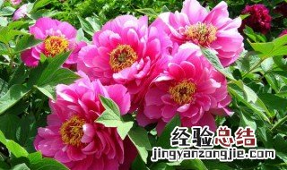 7种名贵花介绍 十大名贵花