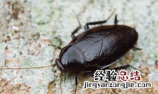 蟑螂被打死后如何处理比较好 蟑螂被打死后怎么办