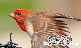 红麻料鸟怎么挑选 如何挑选麻料鸟