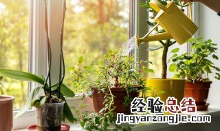 哪种植物适合养在室内 哪种植物适合养在室内绿萝