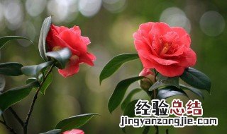 山茶花有什么寓意吗 山茶花有什么寓意