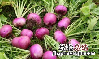 芜菁是什么? 芜菁是什么你造吗