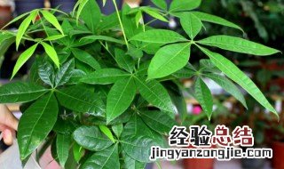 发财树什么时候送合适 什么场合适合送发财树