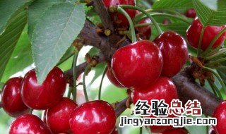 大樱桃的功效与作用及禁忌 大樱桃的功效与作用