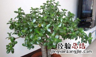 玉树怎么过冬 怎么让玉树顺利过冬