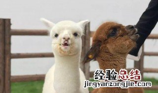 羊驼到底是羊还是驼 羊驼是驼还是羊